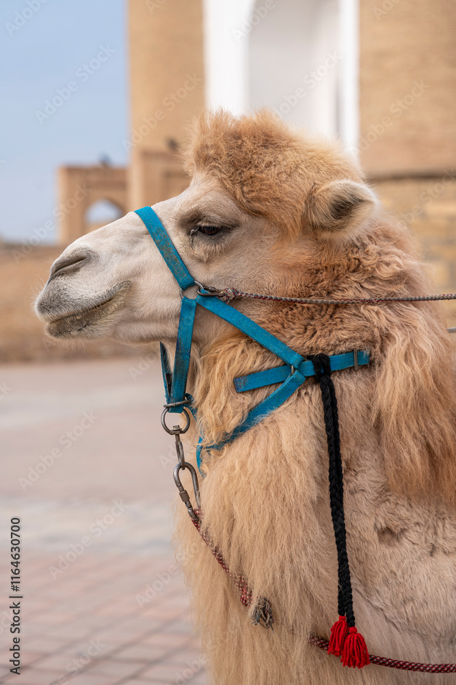 Obraz premium Uzbekistan - Bukhara - Ark Citadel - Bactrian Camel Portrait