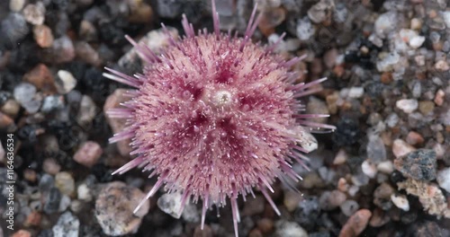 Sea urchin strongylocentrotus pallidus close-up, phylum Echinodermata. Ambulacral legs and pedicellariae are visible. White Sea photo