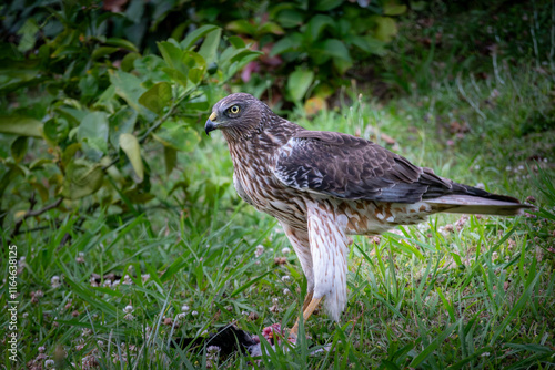Wallpaper Mural Australasian harrier in urban backyard feeding on prey on ground on 5th Avenue East Tauranga Torontodigital.ca