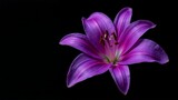 Vibrant purple lily blooming against a dark backdrop reveals natural beauty and elegance