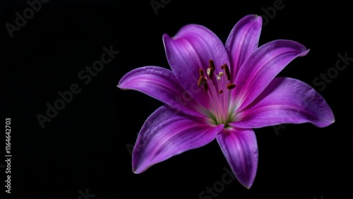 Vibrant purple lily blooming against a dark backdrop reveals natural beauty and elegance