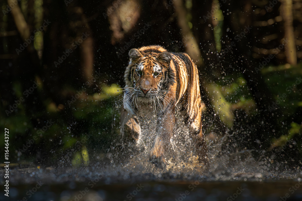 Φωτογραφία A Siberian tiger walks gracefully through a meadow glistening with morning dew, its striped coat glowing softly in the early light, exuding quiet strength and beauty