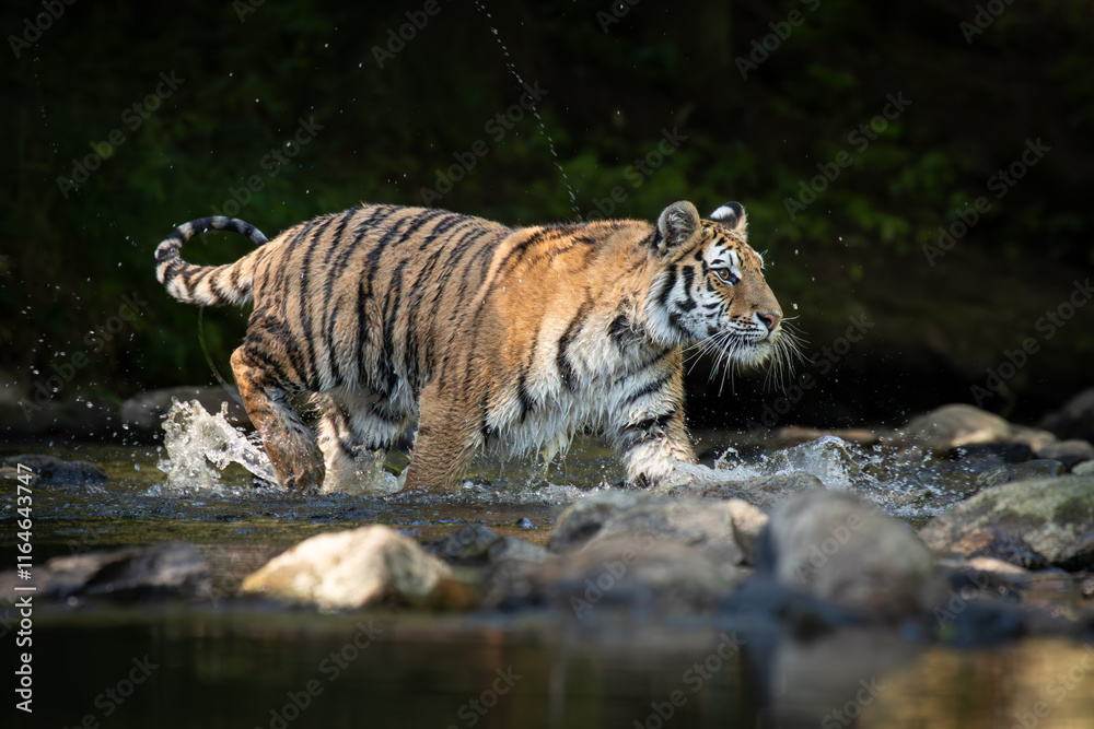 Φωτογραφία A Siberian tiger dashes through a river, water spraying dramatically as its sleek, striped body moves with grace and power, surrounded by a serene forest backdrop