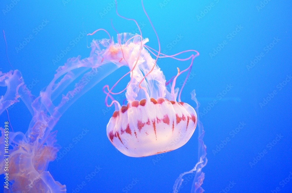 custom made wallpaper toronto digitaljelly fish in the aquarium