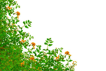 Green leaves and flowers in the corner. Natural branch leaves isolated on transparent background. Tree plant leaf with blossom flowers frame. Mockup, template for spring decoration design elements

