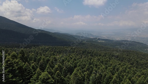 Nature forest, forest drone shot flying over spruce conifer treetops