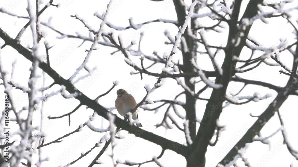 Eurasian Chaffinch in winter ambient, male (Fringilla coelebs) - (4K) Eurasian Chaffinch in winter ambient, male (Fringilla coelebs) - (4K)