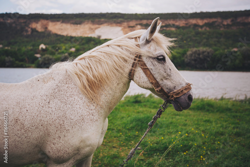 Horse on a farm. Horse on pasture. Portrait of young beautiful horse eating grass. Portrait white horse on pasture.