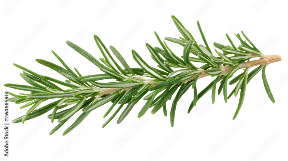 Fototapeta premium A single rosemary branch isolated on white background