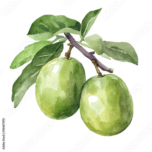 A watercolor of a kakadu plum, isolated on a white background. Kakadu plum vector.
