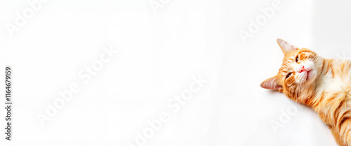 Ginger cat relaxing on white background, photorealistic illustration photo