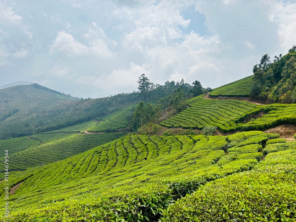 Fototapeta premium Tea Garden, Darjeeling,India