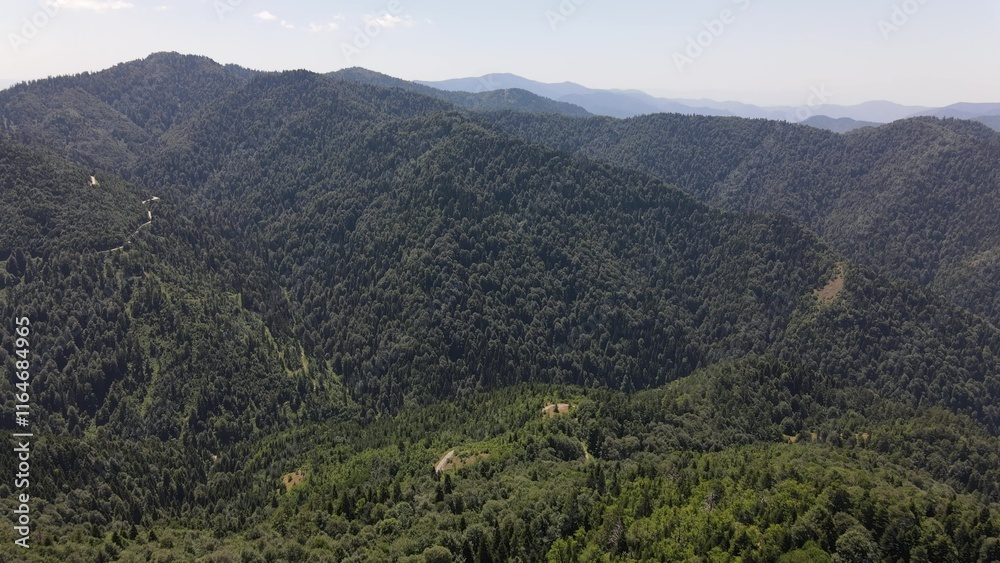 Naklejka premium Forest mountian natural aerial drone