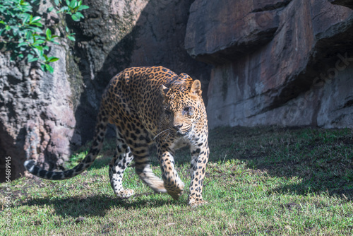 photography of leopards in their natural habitat in the middle of nature photo