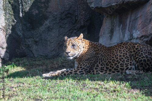 photography of leopards in their natural habitat in the middle of nature photo