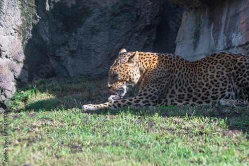 photography of leopards in their natural habitat in the middle of nature photo