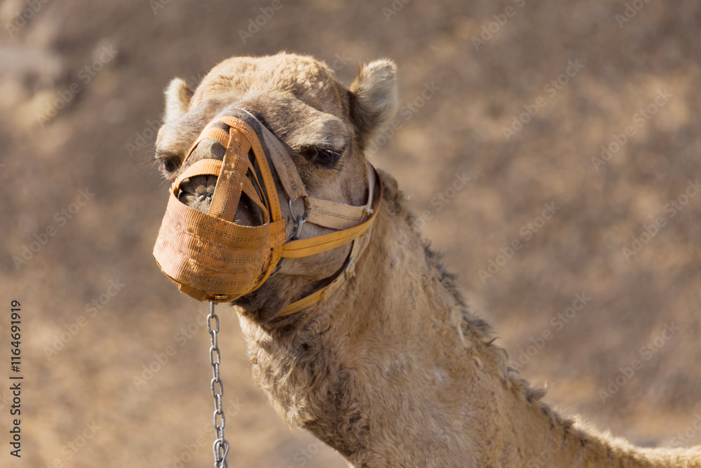 Dromedary with Muzzle