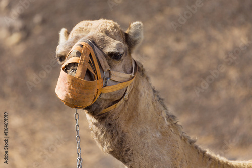 Obraz na płótnie Dromedary with Muzzle w salonie