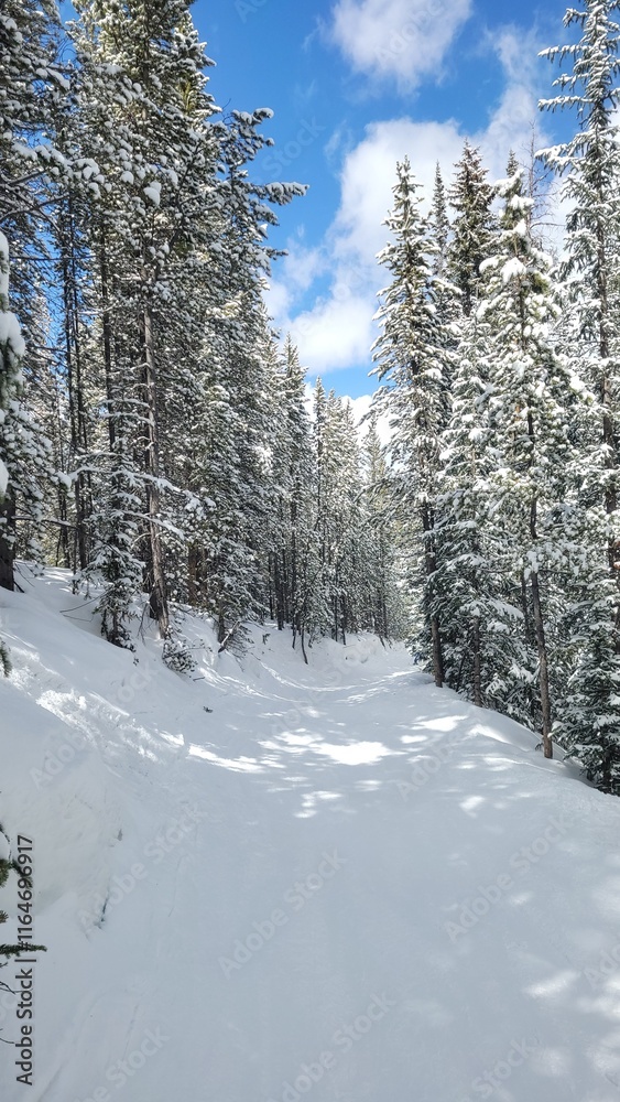Obraz premium Still winter landscape and freshly fallen snow