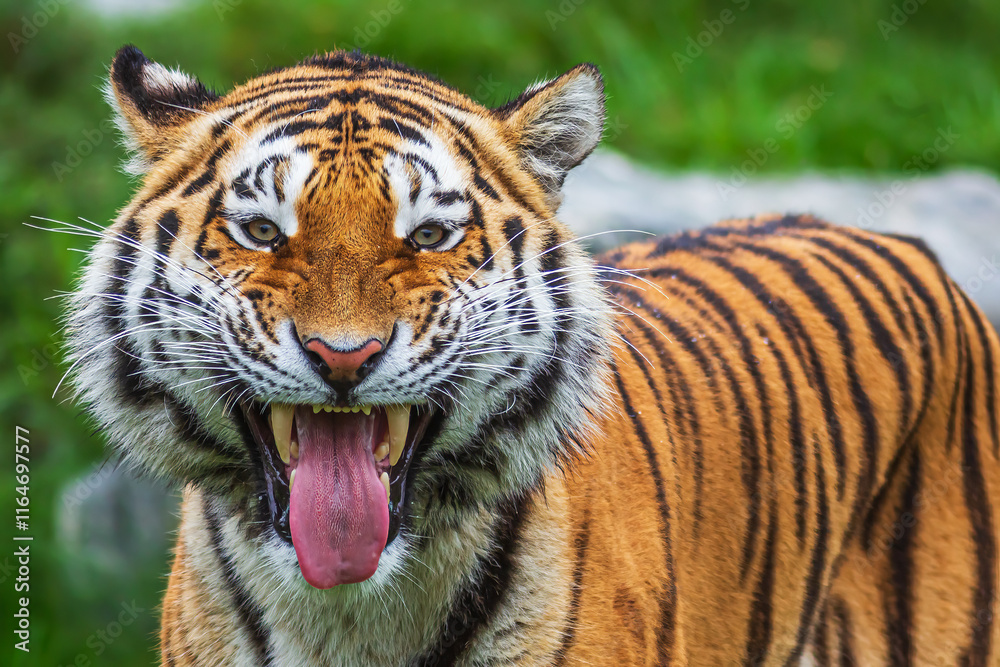 Siberian tiger (Panthera tigris tigris) he's making a terrible face Siberian tiger (Panthera tigris tigris) he's making a terrible face