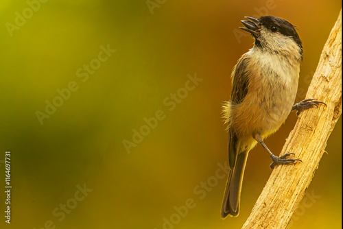 small bird marsh tit (Poecile palustris) with a seed in its beak photo