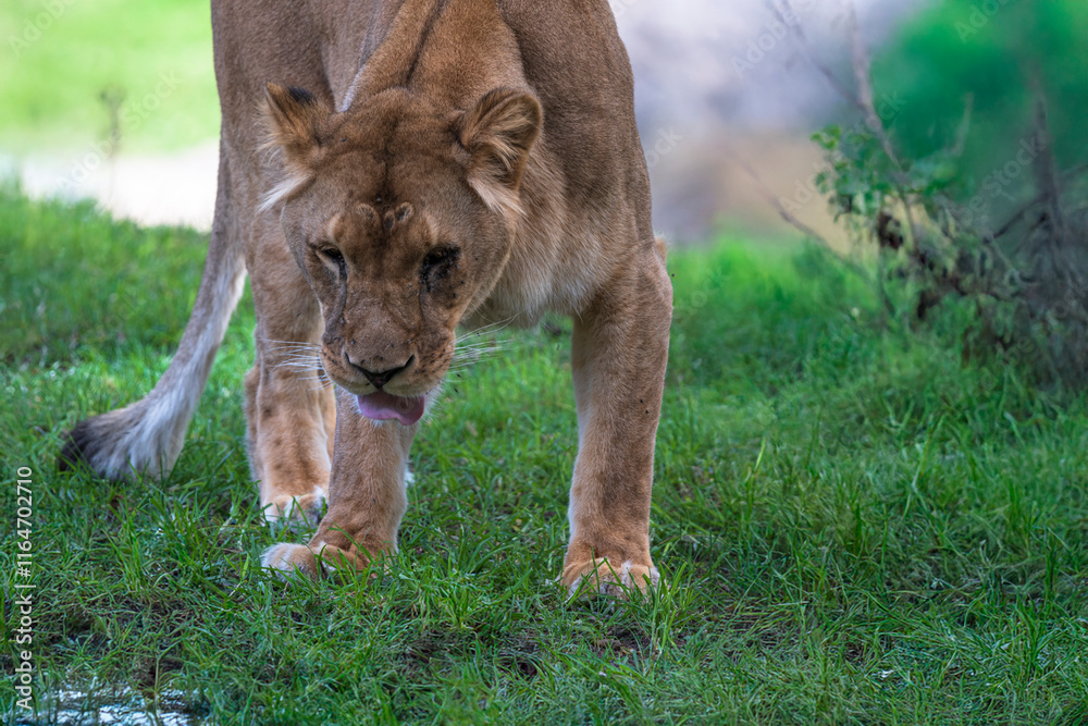 Obraz premium Generated image