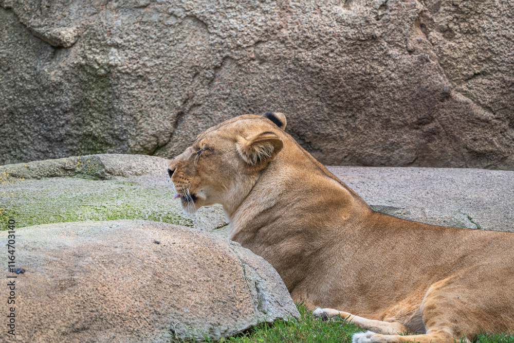 photography of lionesses in their natural habitat in the middle of nature photography of lionesses in their natural habitat in the middle of nature