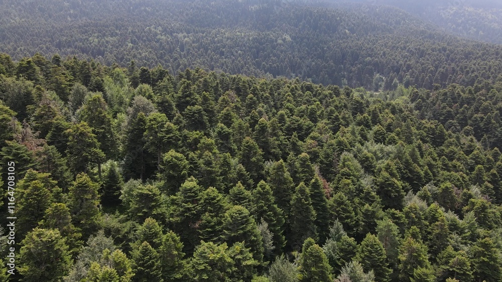 Nature Forest, Environment Natural Forest Aerial Drone View