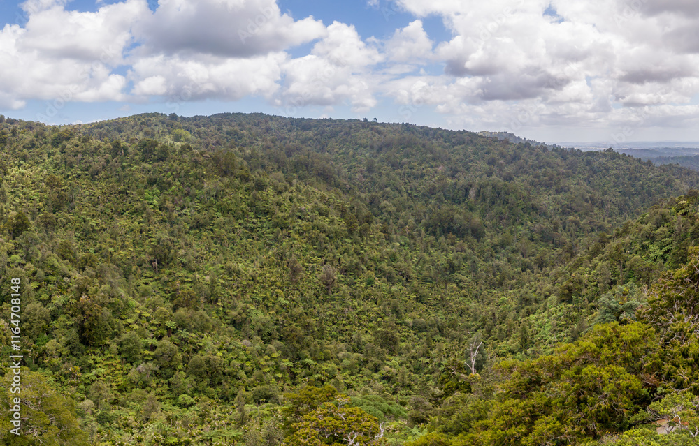 Fototapeta premium Waitakere Kauri Forest Panorama