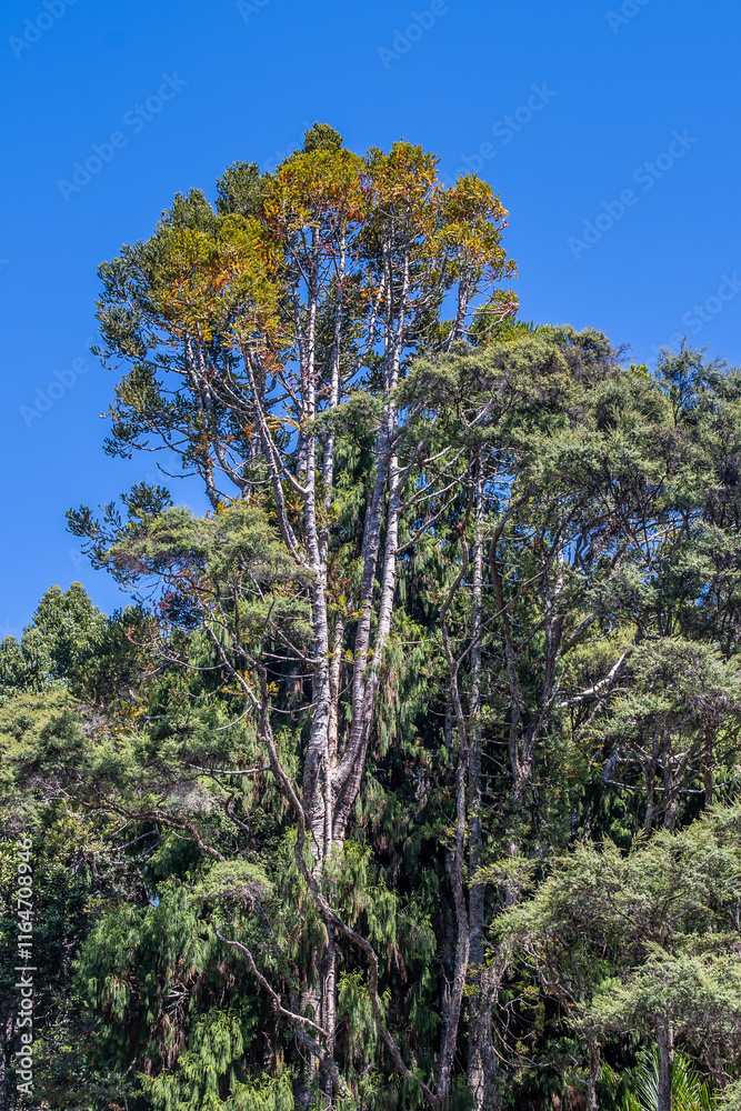 Kauri Tree with Kauri Dieback - Yellowing Canopy Kauri Tree with Kauri Dieback - Yellowing Canopy