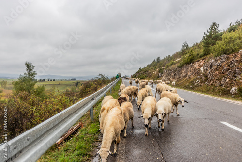 Sheep on the road near Sjenica town, Serbia photo