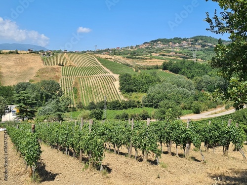 Obraz na płótnie Panoramic view of vineyards on rolling hills in Santa Paolina, Avellino, Italy