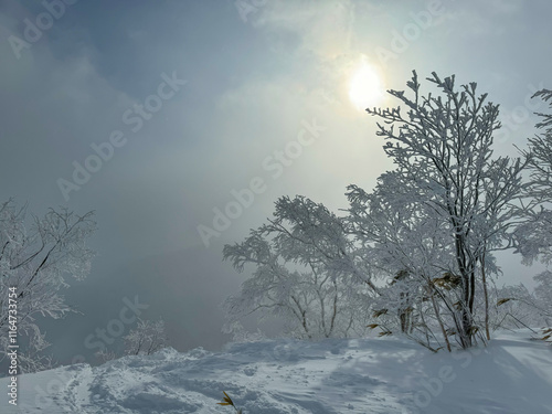 LENS FLARE: Snow covered trees stand beneath a hazy winter sky, with soft sunlight breaking through. Frosted branches and fresh snow create a winter wonderland in the wild nature of Japanese mountains photo