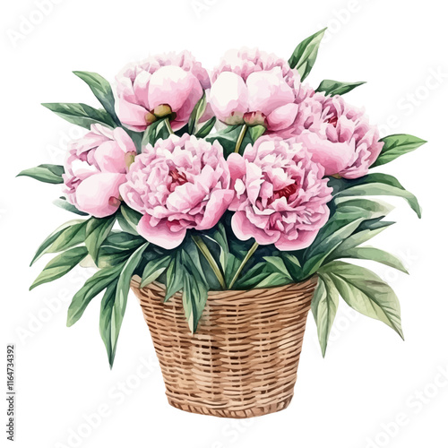 A watercolor vector of a peony bouquet in a basket, isolated on a white background. Peony vector.
