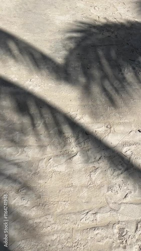 Shadows of palm leaves moving on sandy beach create a serene atmosphere