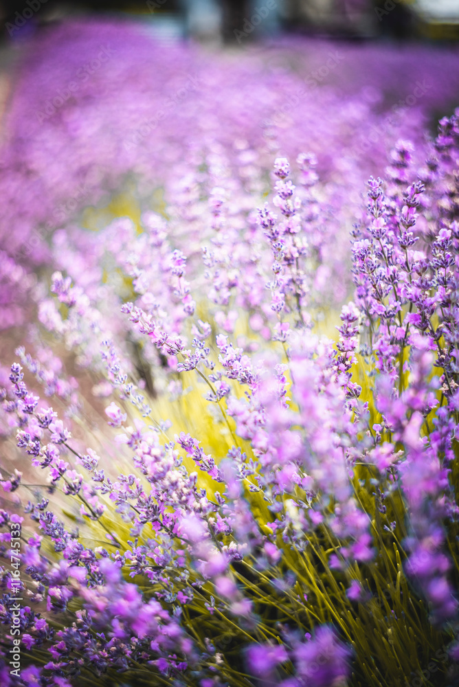 Naklejka premium Purple Lavender Fields 