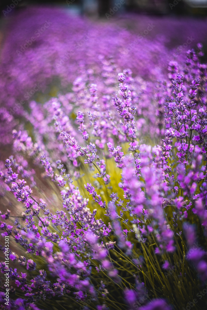 Purple Lavender Fields 