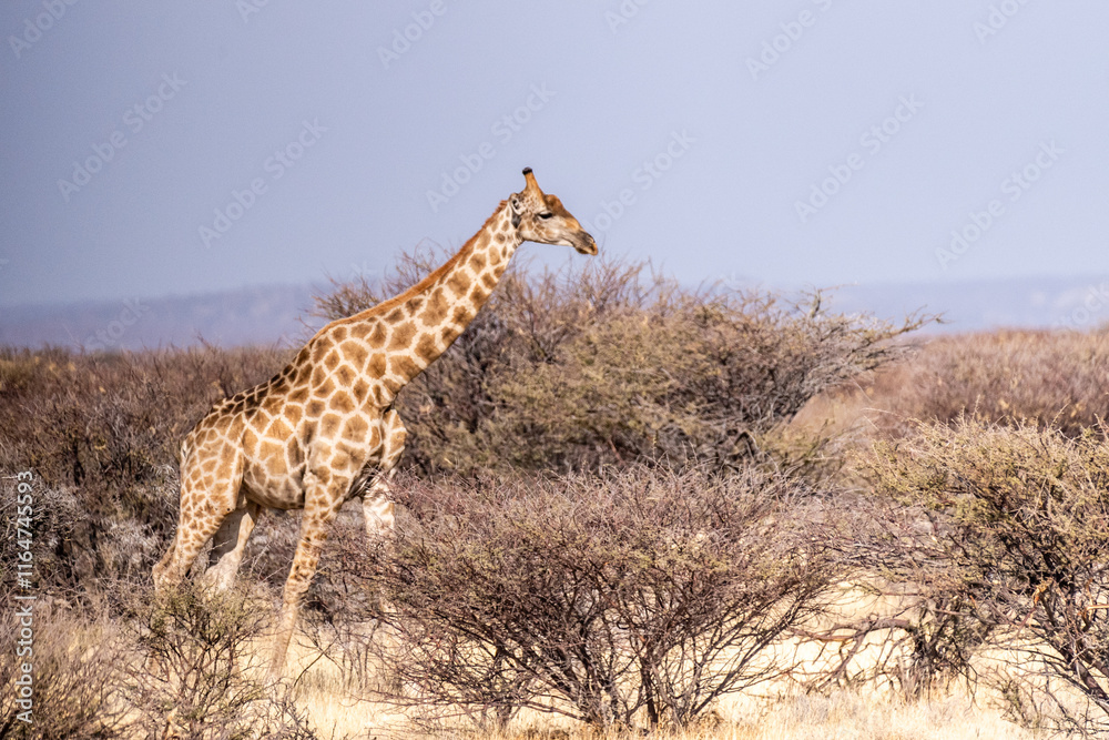 Fototapeta premium An Angolan Giraffe -Giraffa giraffa angolensis- standing on the plains of Etosha national park, Namibia.