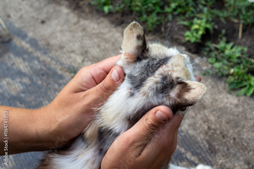 ringworm on the withers of a cat's hair close-up photo