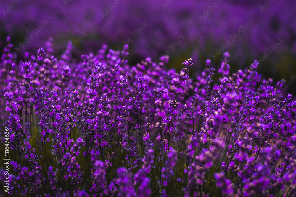 Naklejka premium Purple Lavender Fields 