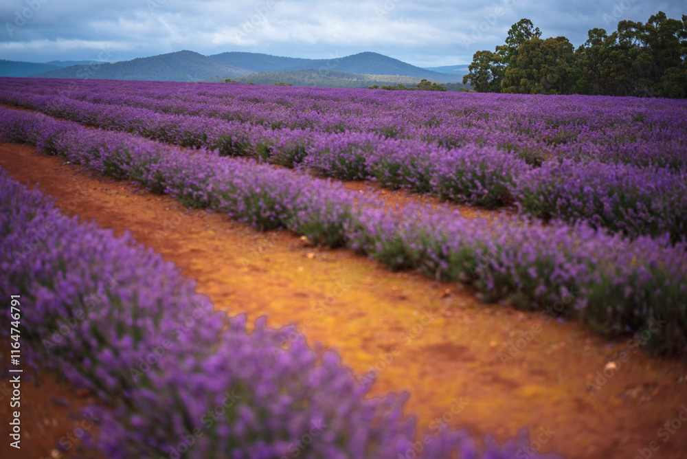 Naklejka premium Purple Lavender Fields 
