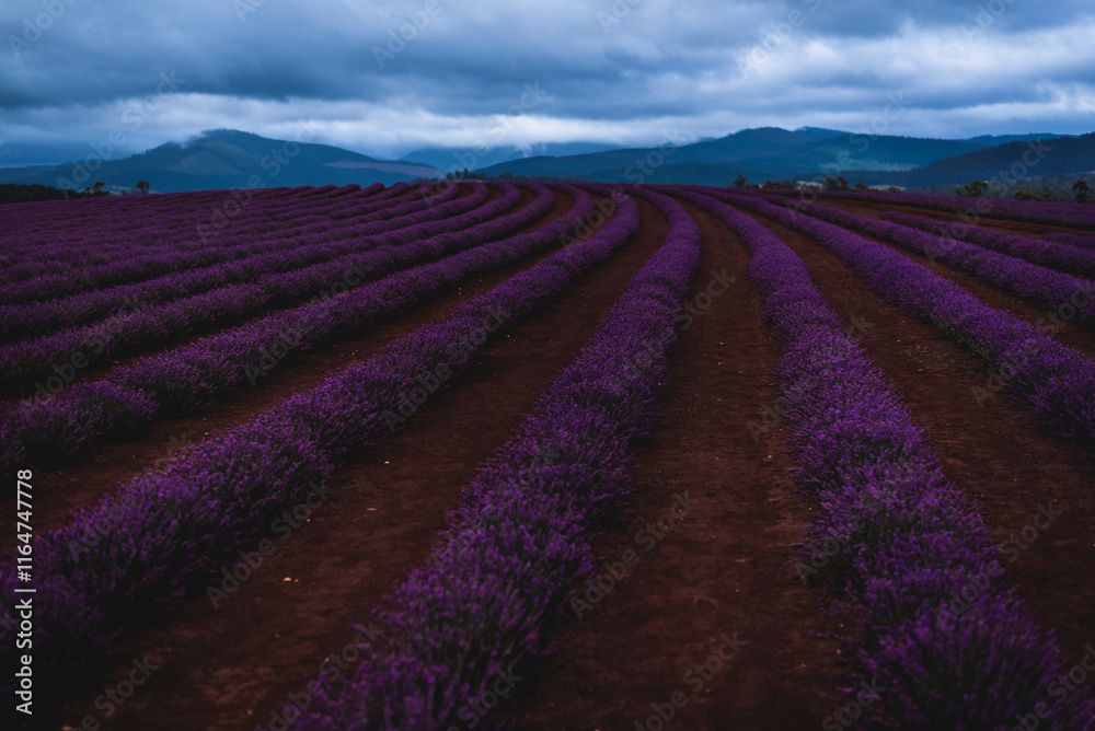 Purple Lavender Fields Purple Lavender Fields