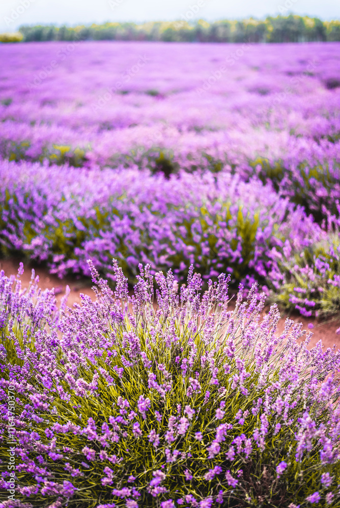 Purple Lavender Fields Purple Lavender Fields