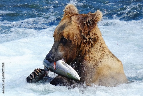 Brown bears eating salmon at the falls of the Brooks River in Alaska photo