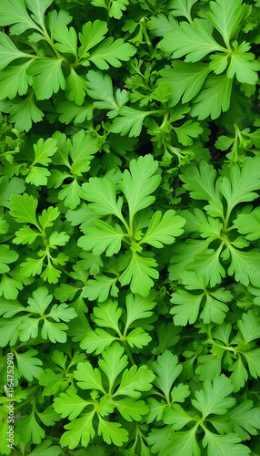 Set of parsley leaves, displaying their vibrant green, curly or flat varieties widely used as a garnish and flavoring herb, masterpiece, with white tones