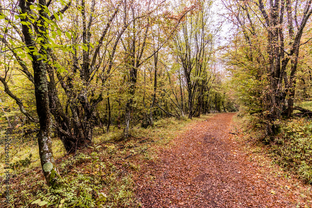 Fototapeta premium Hiking trail in Derdap National Park, Serbia