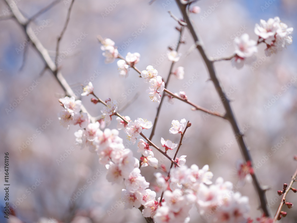 桜のマクロ撮影