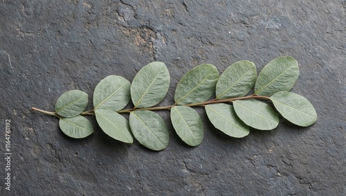 Fresh eucalyptus leaves on charcoal slate elegant contrast of green and gray textures photo