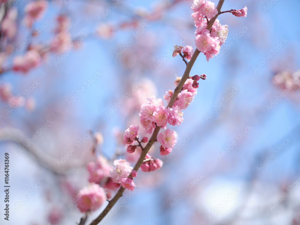 桜のマクロ撮影 桜のマクロ撮影