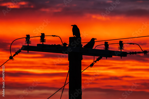 Ravens on a power pole at s...